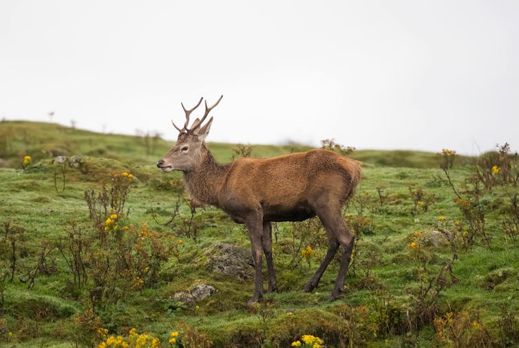 Handsome deer on grassy hill