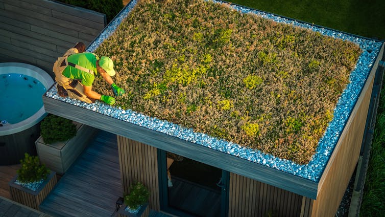 Man taking care of green roof plants
