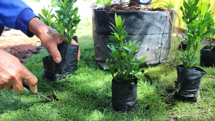 A person's hands with pots of tree seedlings.